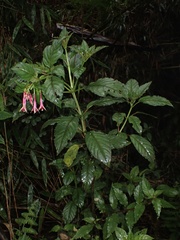 Fuchsia