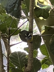 Coereba flaveola