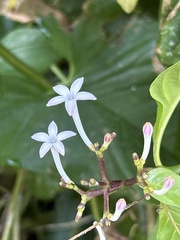 Palicourea domingensis
