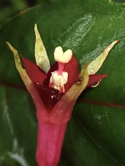 Fuchsia