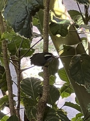 Coereba flaveola