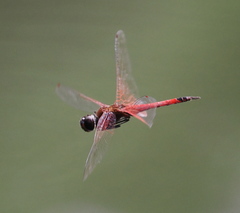 Tramea transmarina