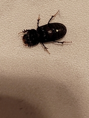 Acrossidius tasmaniae