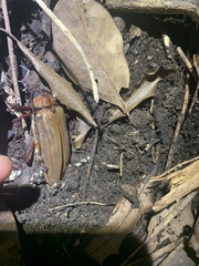 Agrianome spinicollis