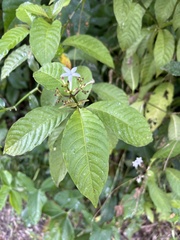 Palicourea domingensis