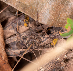 Heteropodinae