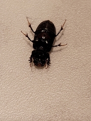 Acrossidius tasmaniae