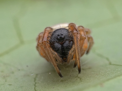 Bijoaraneus