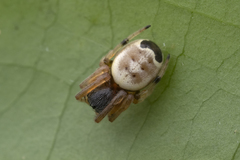 Bijoaraneus