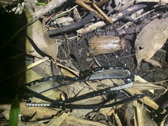 Agrianome spinicollis