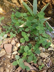 Strobilanthes heyneana