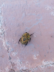 Gymnetis stellata