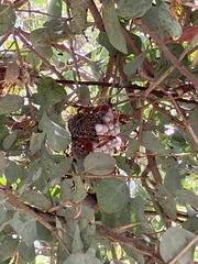 Belonogaster lateritia