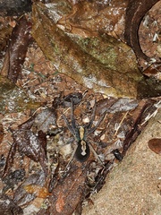 Ctenus ornatus