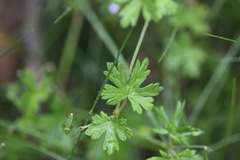 Geranium potentilloides