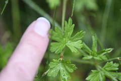 Geranium potentilloides