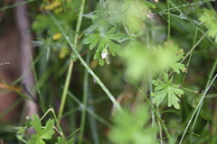 Geranium potentilloides