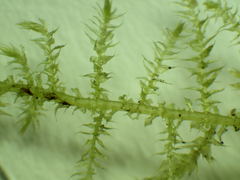 Kindbergia praelonga