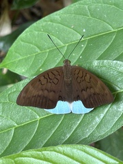 Tanaecia julii