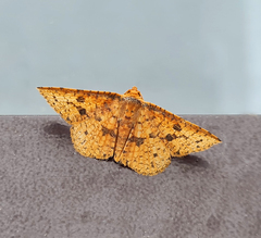 Striglina duplicifimbria