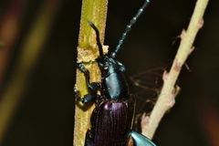 Sagra bicolor