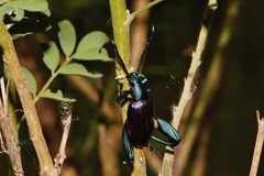 Sagra bicolor