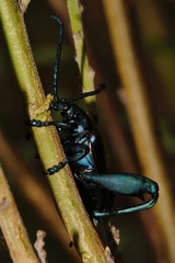 Sagra bicolor