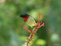 Aethopyga christinae