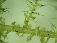 Kindbergia praelonga