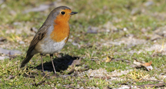 Erithacus rubecula rubecula
