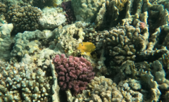 Pomacentrus sulfureus