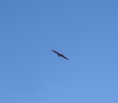 Buteo buteo