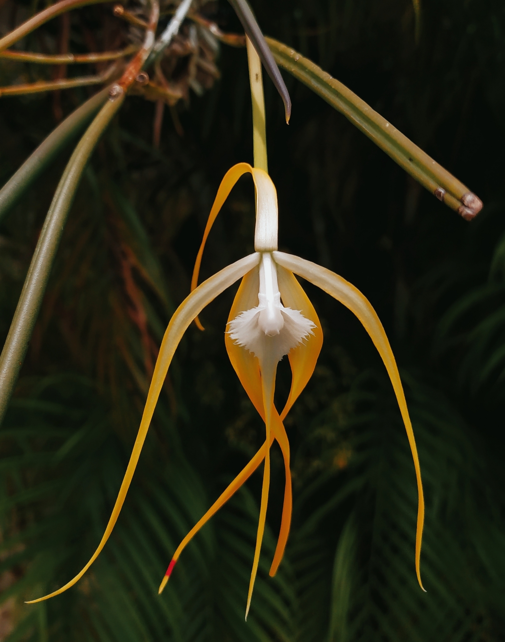Brassavola appendiculata A.Rich.