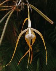Brassavola appendiculata