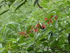 Melithreptus albogularis