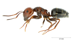 Camponotus lateralis