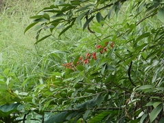 Melithreptus albogularis