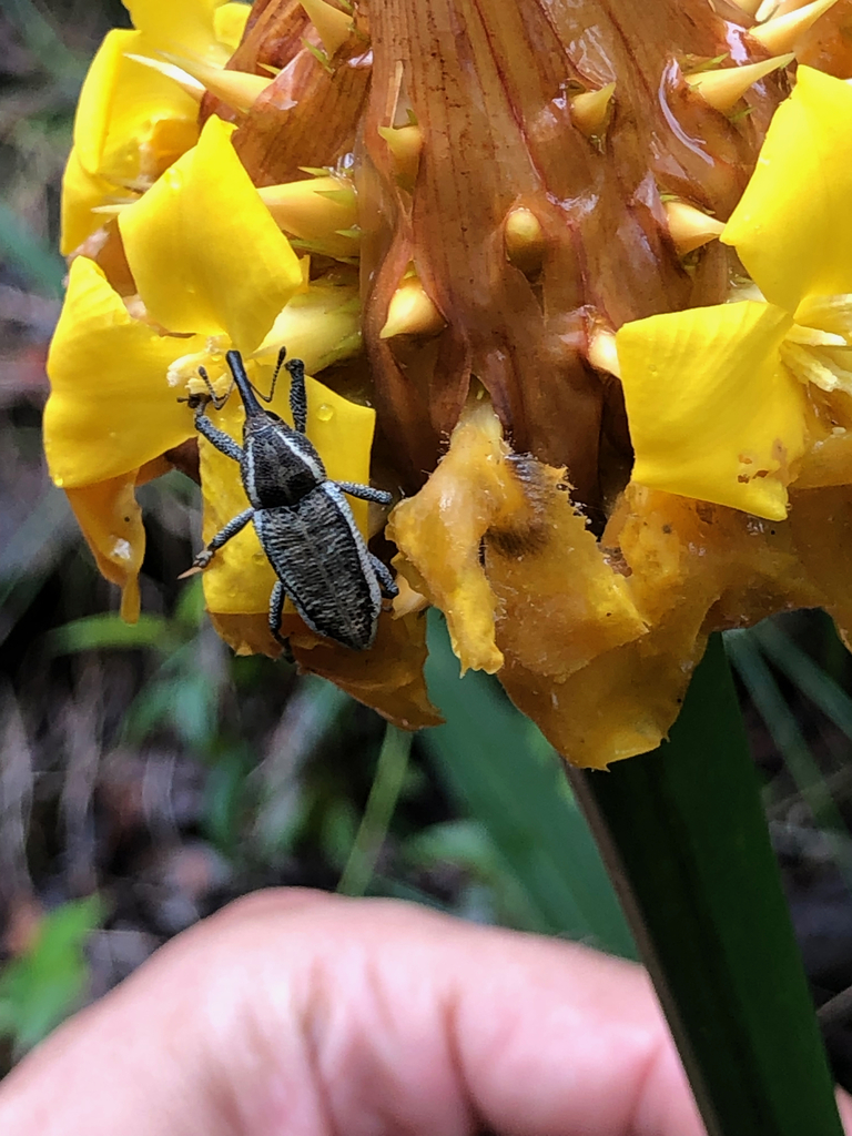 Odontoderes carinatus