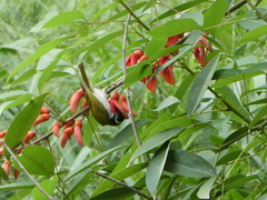 Melithreptus albogularis