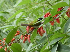 Melithreptus albogularis
