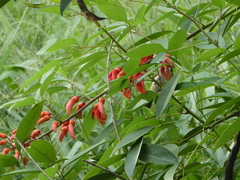 Melithreptus albogularis