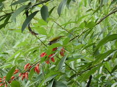 Melithreptus albogularis