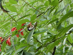 Melithreptus albogularis