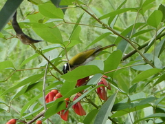 Melithreptus albogularis
