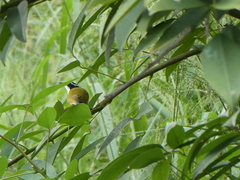 Melithreptus albogularis
