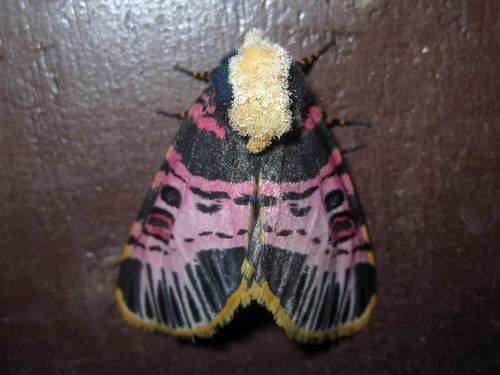 Capillamentum nigrofasciatum
