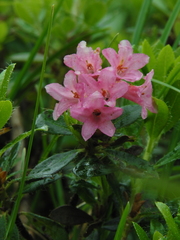 Rhododendron hirsutum