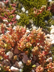 Sedum cespitosum