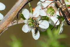 Chauliognathus sydneyanus