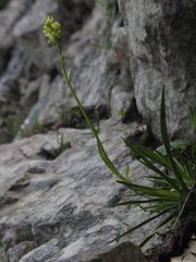 Tofieldia calyculata